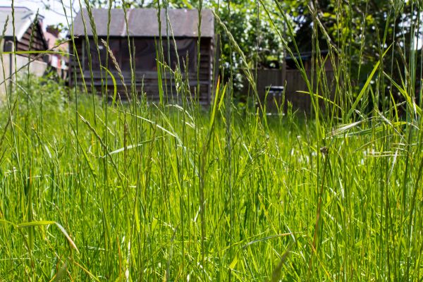 Overgrown Lawn Trimming in Lancaster