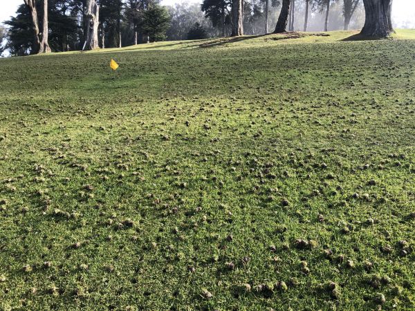 Lawn Winterization
