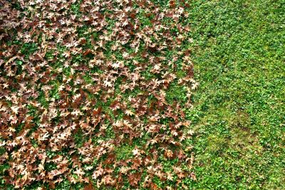 Leaf and Debris Removal